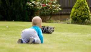 césped artificial para mascotas, ideal para perros y gatos